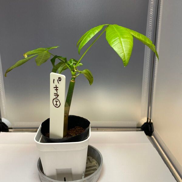 パキラI 実生苗 観葉植物5月末まで値下げ