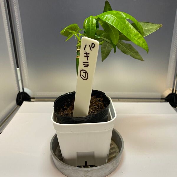 パキラJ 実生苗 実生パキラ 観葉植物 パキラ 開運5月末まで値下げ