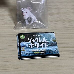 シャクレルプラネット ホワイト コアラ