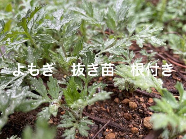 よもぎ 抜き苗 根付き 10本