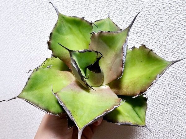 黒豹 巨大苗 台湾産正規品 極上美苗 15センチ程 チタノタ アガベ 特選アガベ 台湾産正規品