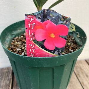 椿 アザレア椿 希少種