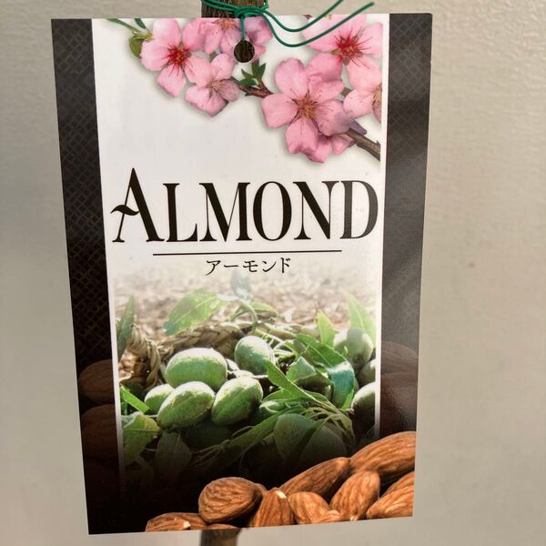 アーモンド苗木 接木