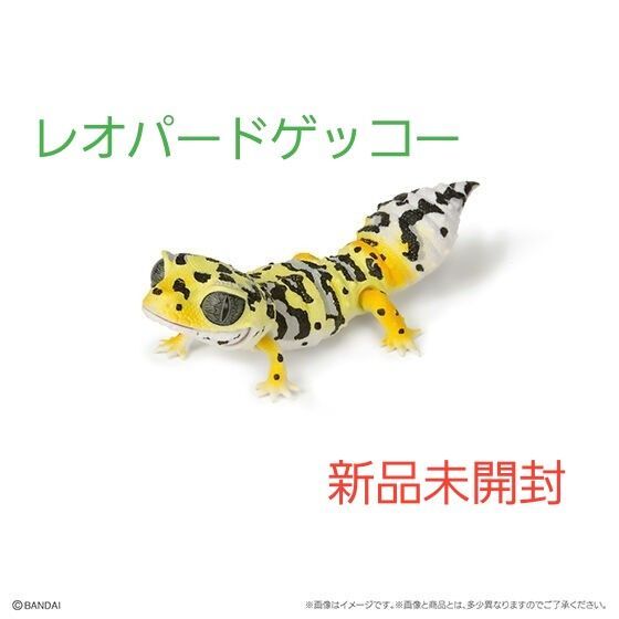 レオパードゲッコー バンディット いきもの大図鑑レプティ 新品未開封