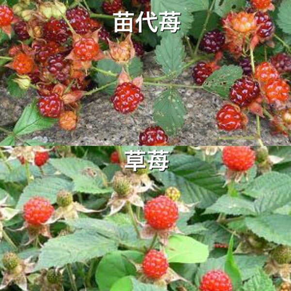 ★木苺苗2種類2株セット(大)★1300円→950円 草苺&苗代苺の抜き苗
