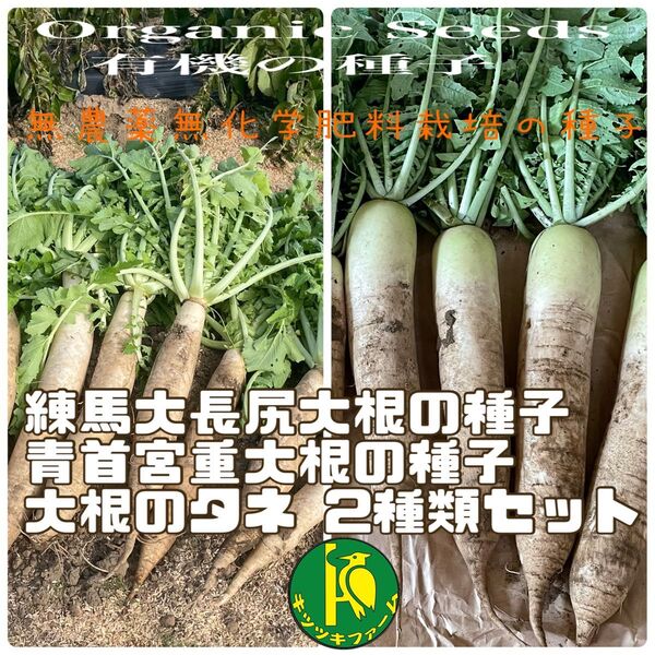 練馬大長尻大根のタネと青首宮重大根のタネ 各40粒 固定種・無農薬無化学肥料栽培のタネ