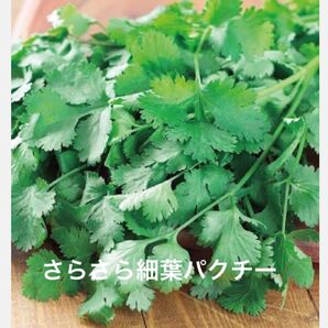 野菜の種 ハーブ さらさら細葉パクチー