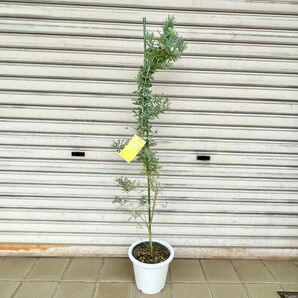 背高め! 樹形良好 ミモザ アカシア