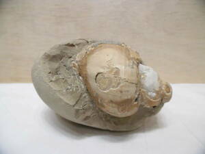 ツブ化石（殻付き＝巻き最高に良い）北海道、厚田産