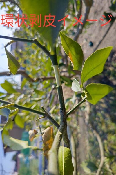 取木セット(環状剥皮ハサミ×1、発根ボールクリア×10)