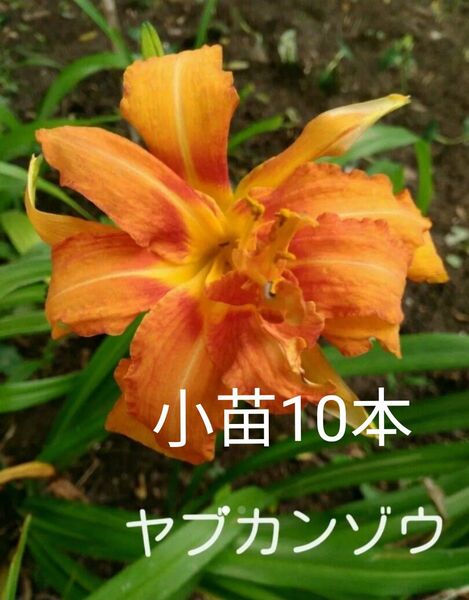 ヤブカンゾウ 抜き苗 無農薬 山菜