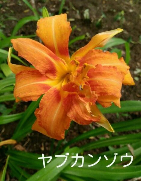 ヤブカンゾウ 抜き苗 無農薬 山菜