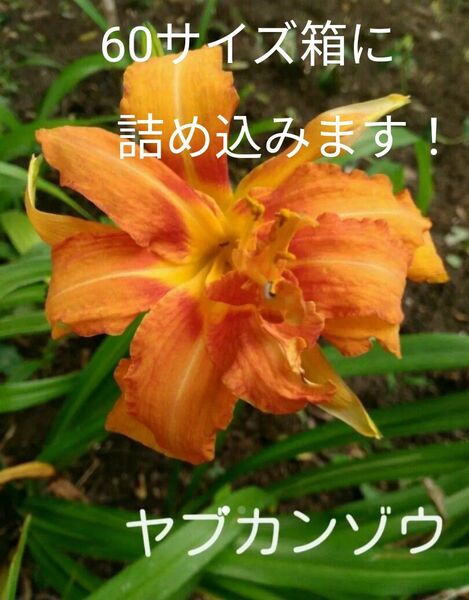 ヤブカンゾウ 抜き苗 無農薬 山菜