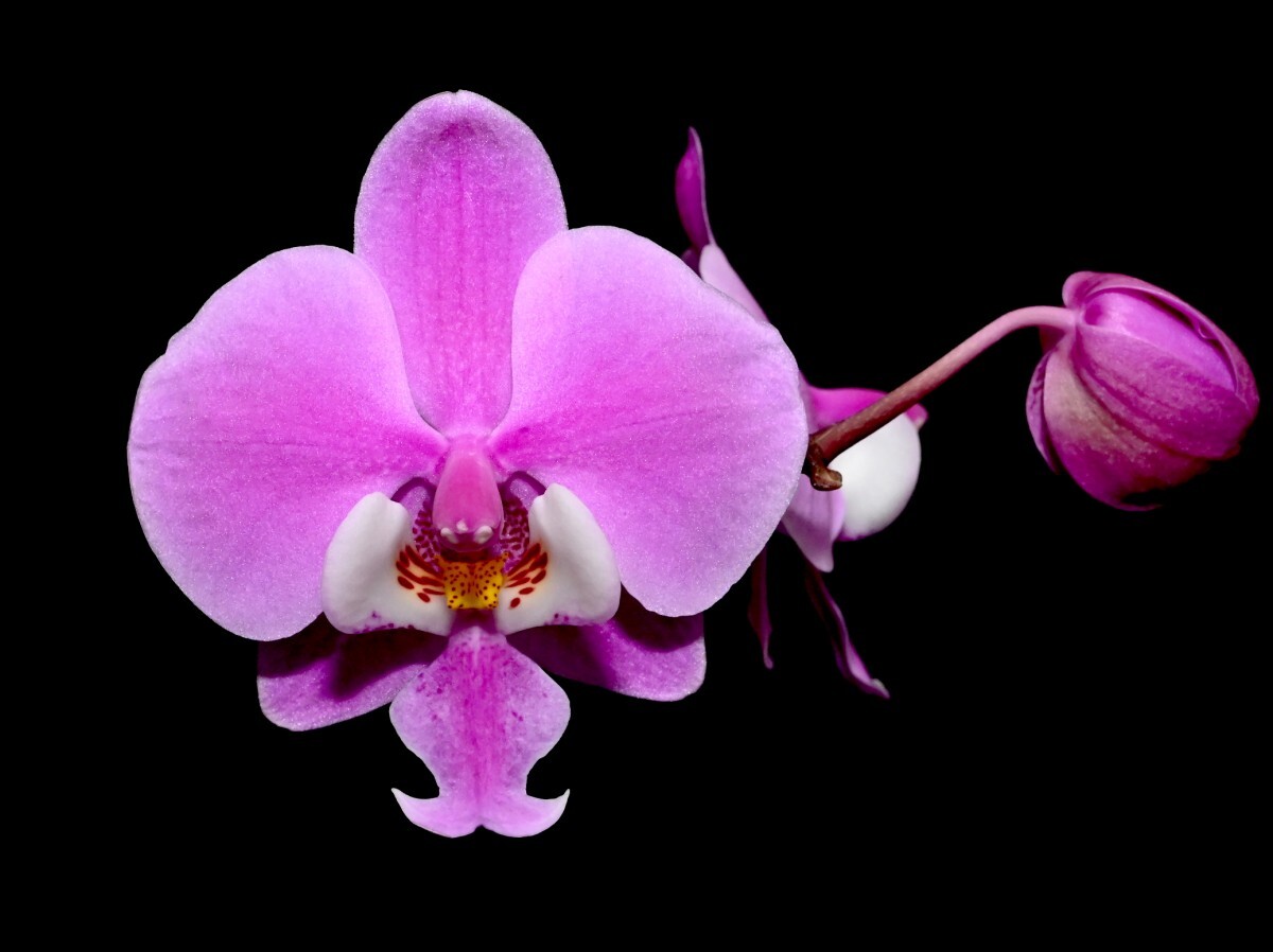 Yahoo!オークション -「phal.schilleriana」(花) (鉢植え)の落札