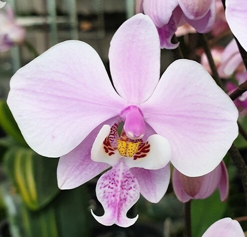 Yahoo!オークション -「phal.schilleriana」(花) (鉢植え)の落札 Yahoo!オークション -「phal.schilleriana」(花) (鉢植え)の落札