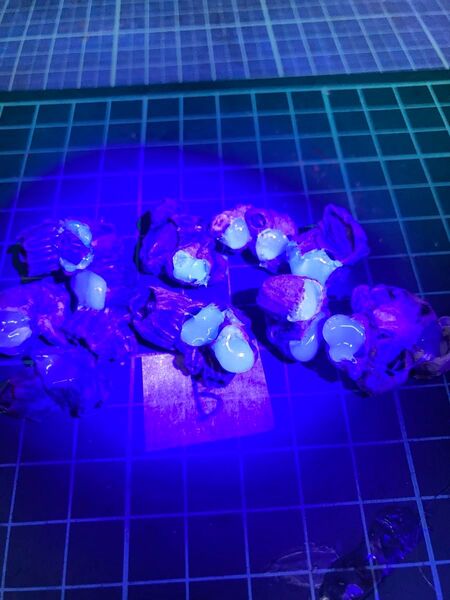 ケイムラフジツボルアー 10個 クロダイ釣り ヘチ釣り 落とし込み B