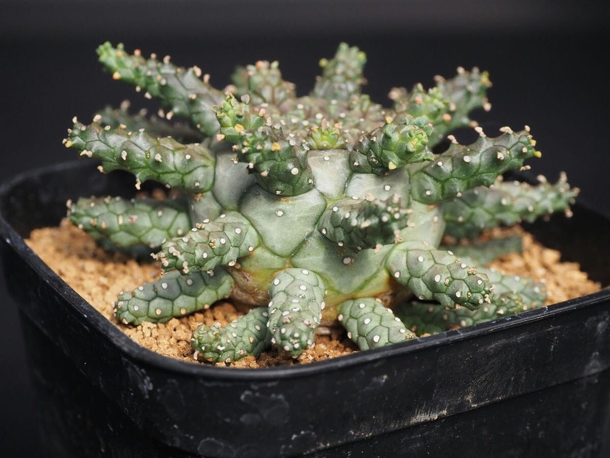 Yahoo!オークション -「タコ」(サボテン) (観葉植物)の落札相場 Yahoo!オークション -「タコ」(サボテン) (観葉植物)の落札相場