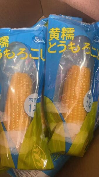黄糯とうもろこし40本