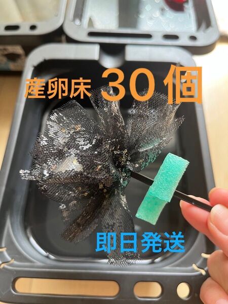 メダカ産卵床 30個 浮き付 ころたまボール