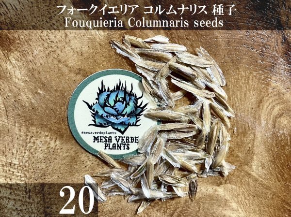 Yahoo!オークション -「フォークイエリア コルムナリス」(その他 Yahoo!オークション -「フォークイエリア コルムナリス」(その他