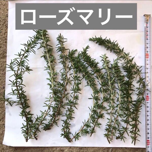 ローズマリー カット枝