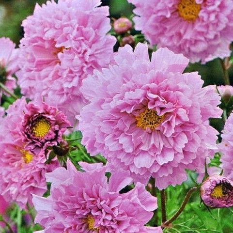 コスモス ローズボンボン 種子 花の種
