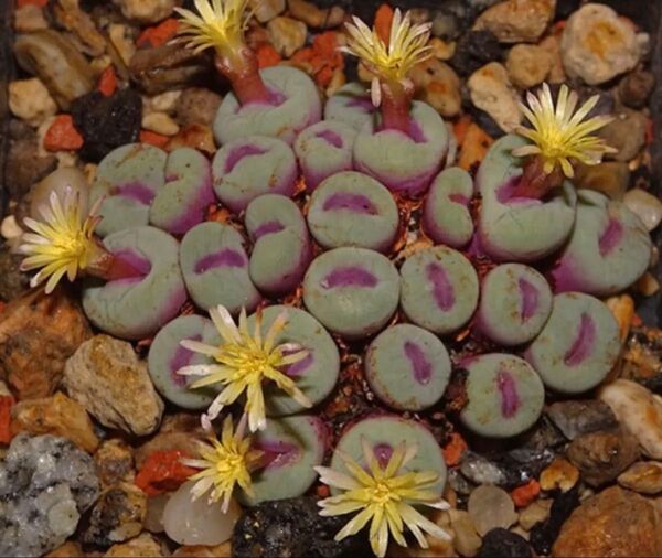 多肉植物 コノフィツム パゲアエ pageae Bitterfontein