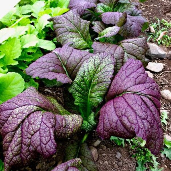 からし菜 オーガニック 種 固定種 red giant 100粒