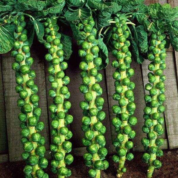 芽キャベツ オーガニック 種 固定種 brussels sprout 50粒