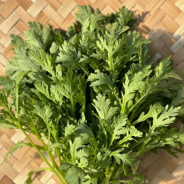 春菊 種 オーガニック 固定種 100粒