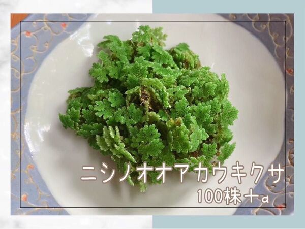 【 100株 】ニシノオオアカウキクサ 浮草 水草