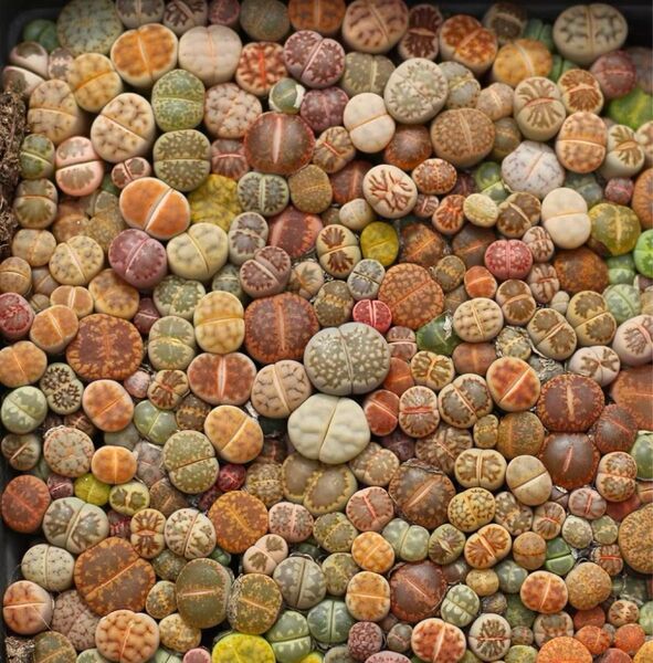 多肉植物 リトープス小苗0.3~0.8cm 110個