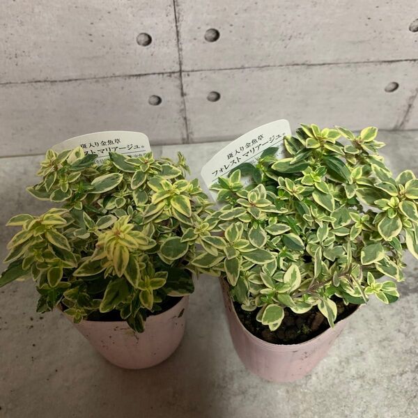 斑入り金魚草『フォレスト マリアージュ』×2苗