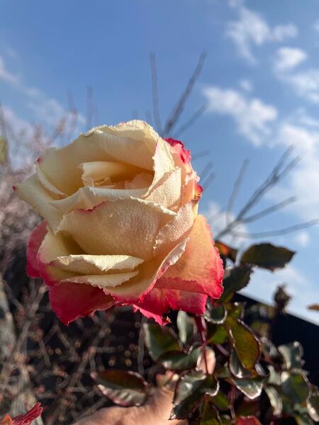 薔薇 発根済み苗 1本と 挿し穂2本