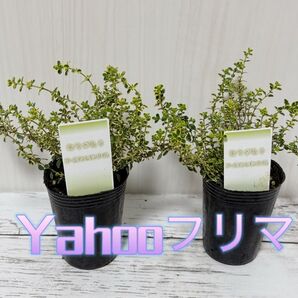 ゴールデンレモンタイム 2苗