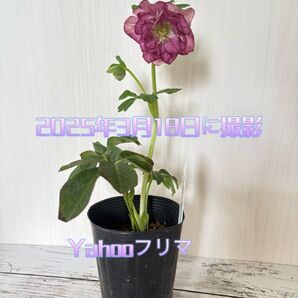 クリスマスローズ 3.5号鉢
