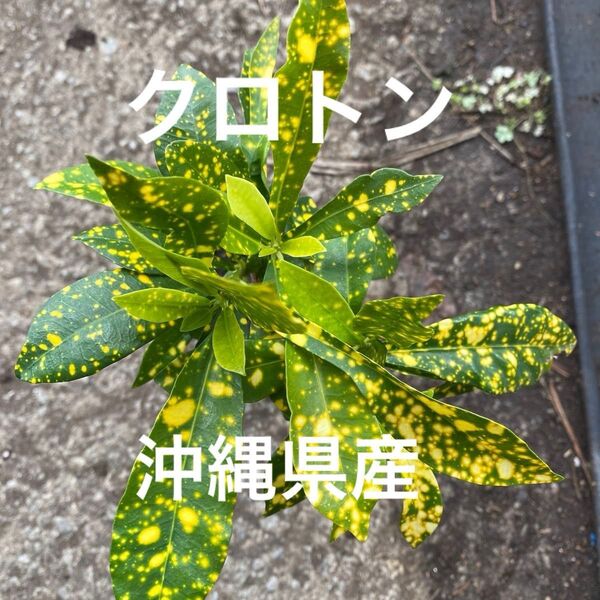 クロトン 沖縄県産