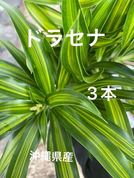 ドラセナ 3本 沖縄県産