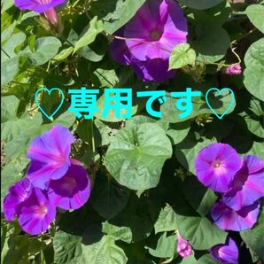 専用です♪