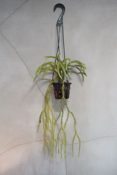 フペルジア・カリナータ Huperzia carinata 観葉植物 吊り下げ