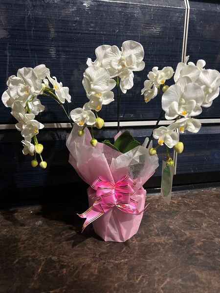 光触媒フラワー 胡蝶蘭 白 消臭 抗菌 空気清浄 化粧箱入り段ボール梱包 ホワイト