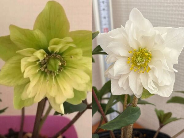クリスマスローズ ダブルファンタジー 蕾付き