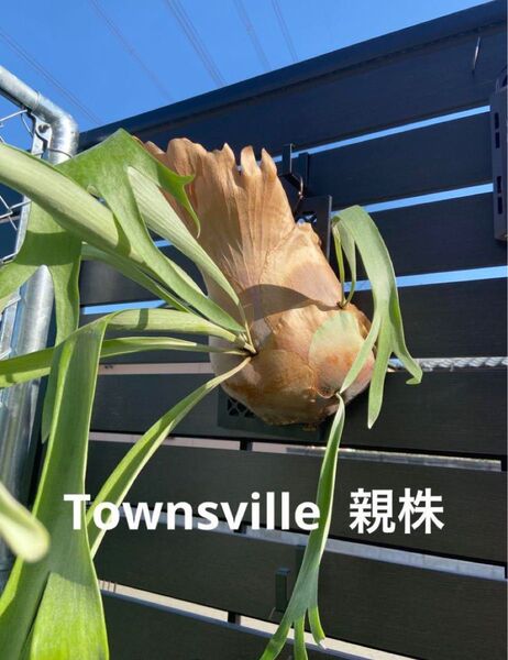 ビカクシダ Townsville from yot子株 ③