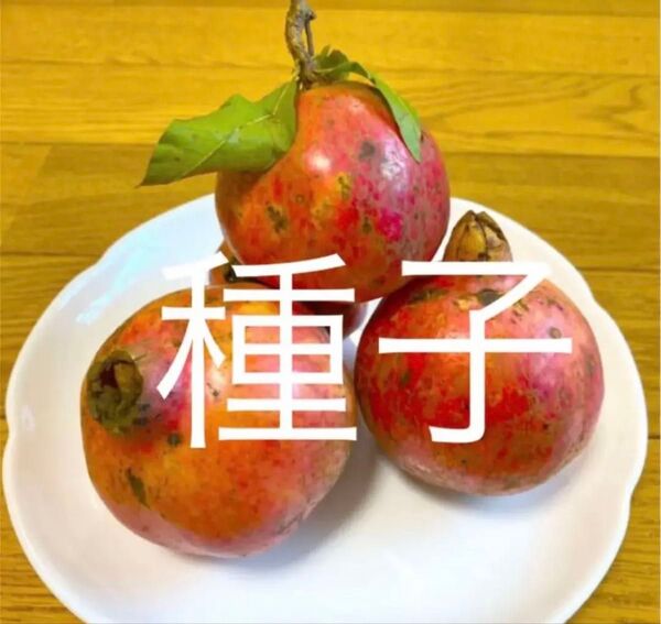 柘榴(ざくろ)の種35粒(品種不明)