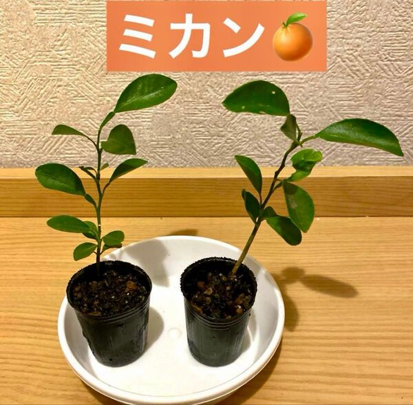 ミカンの4cmポット入り2株セット 品種不明ネコポス発送