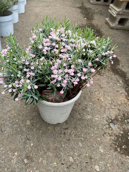 姫シャクナゲ 山野草