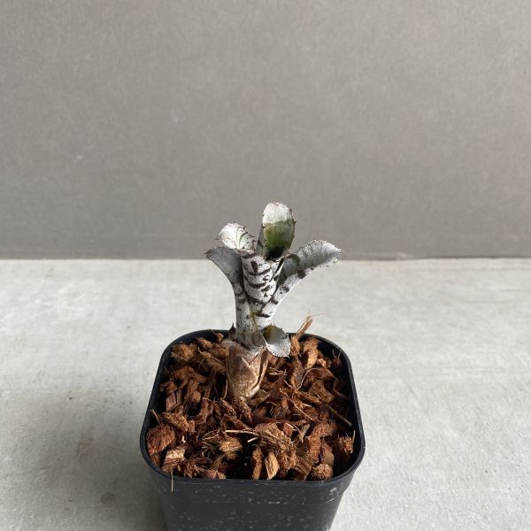 Yahoo!オークション -「black ice」(観葉植物) の落札相場・落札価格 Yahoo!オークション -「black ice」(観葉植物) の落札相場・落札価格
