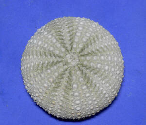  sea urchin. specimen Strogylocentrotus droebachiensis 56.5mm.Mexico.