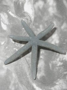 Sea star 標本 116mm.