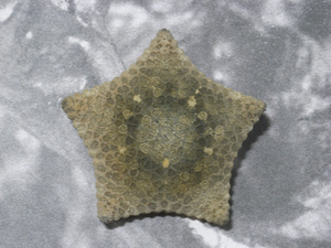 Sea star 標本 67mm.